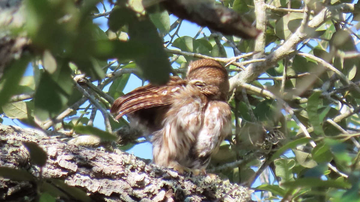 Ferruginous Pygmy-Owl - ML636042710