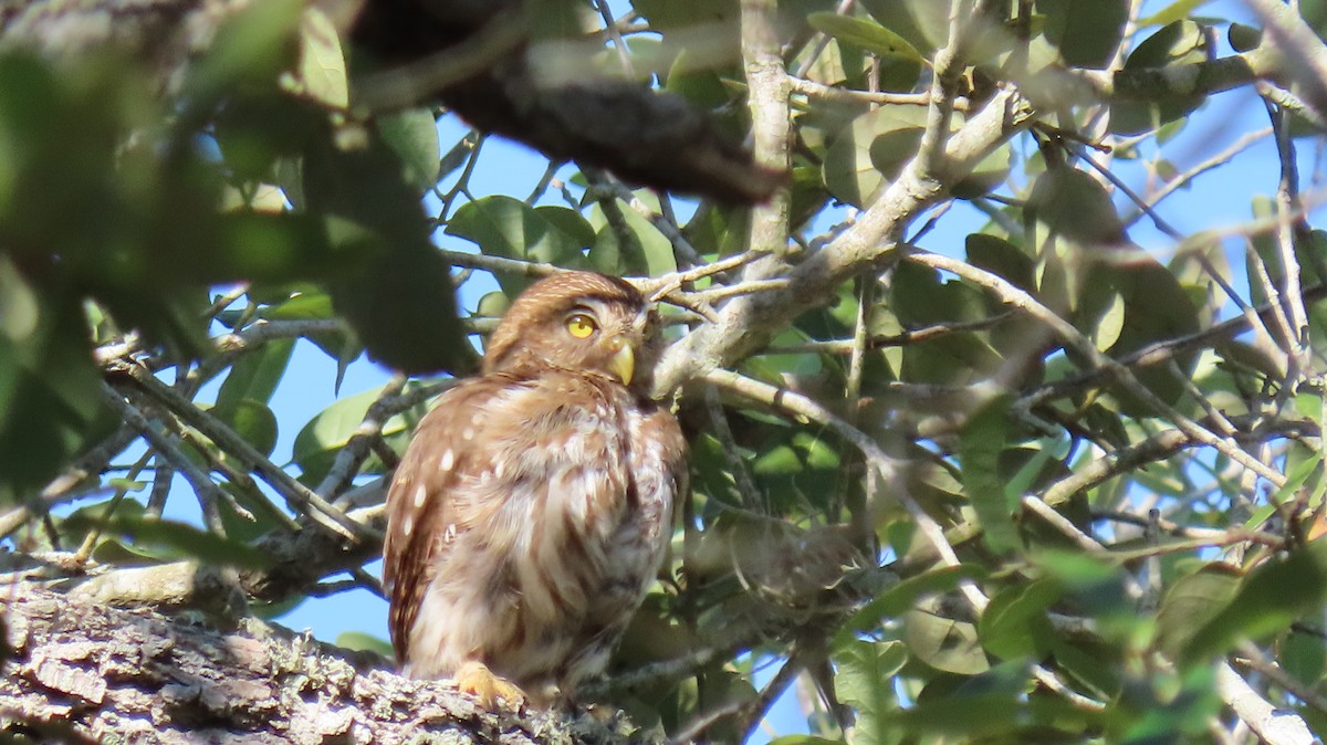Ferruginous Pygmy-Owl - ML636042713