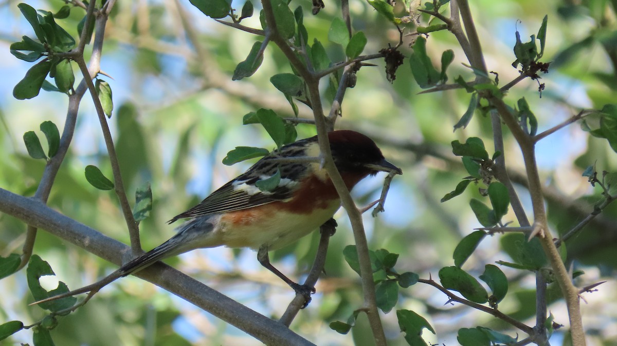 Bay-breasted Warbler - ML636042770