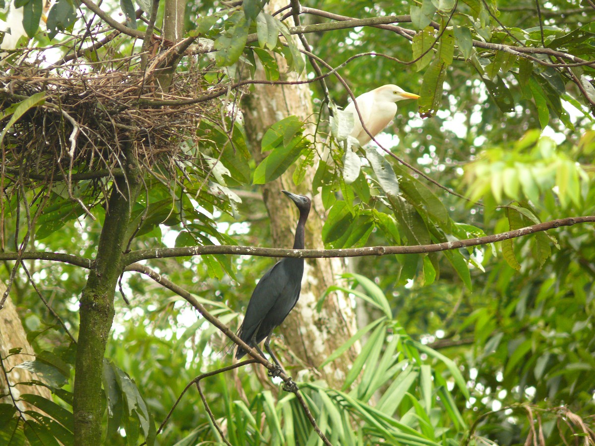 Little Blue Heron - ML636042798