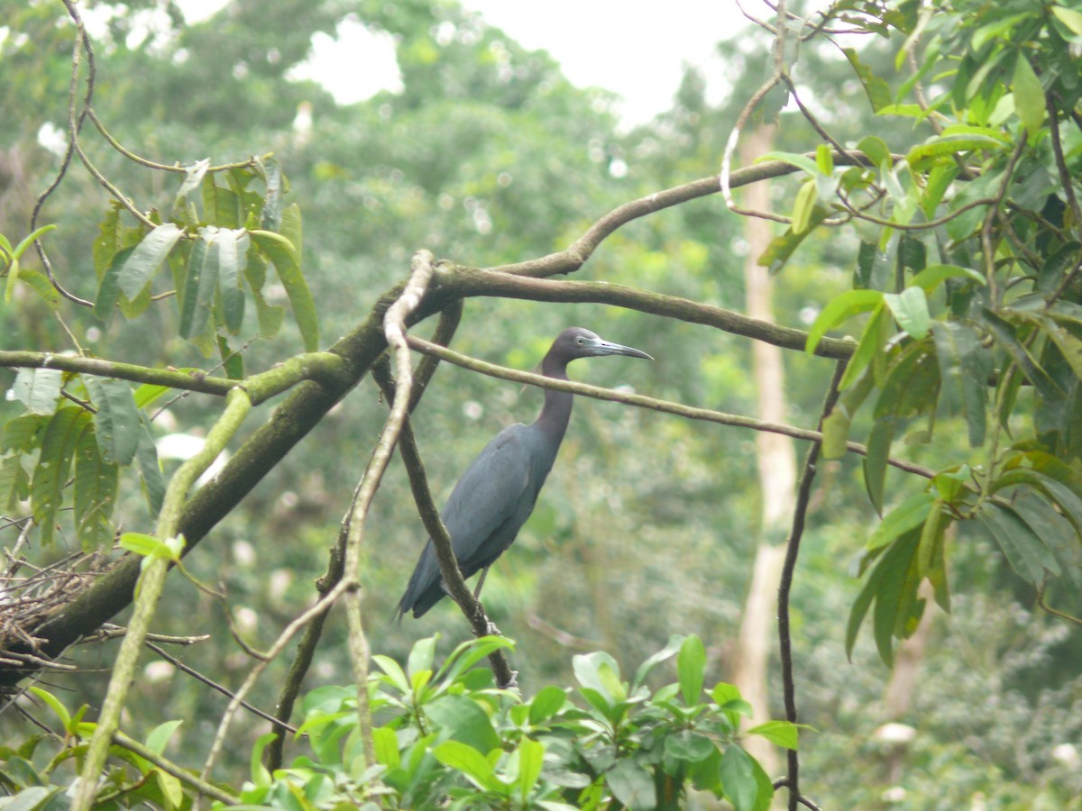 Little Blue Heron - ML636042799