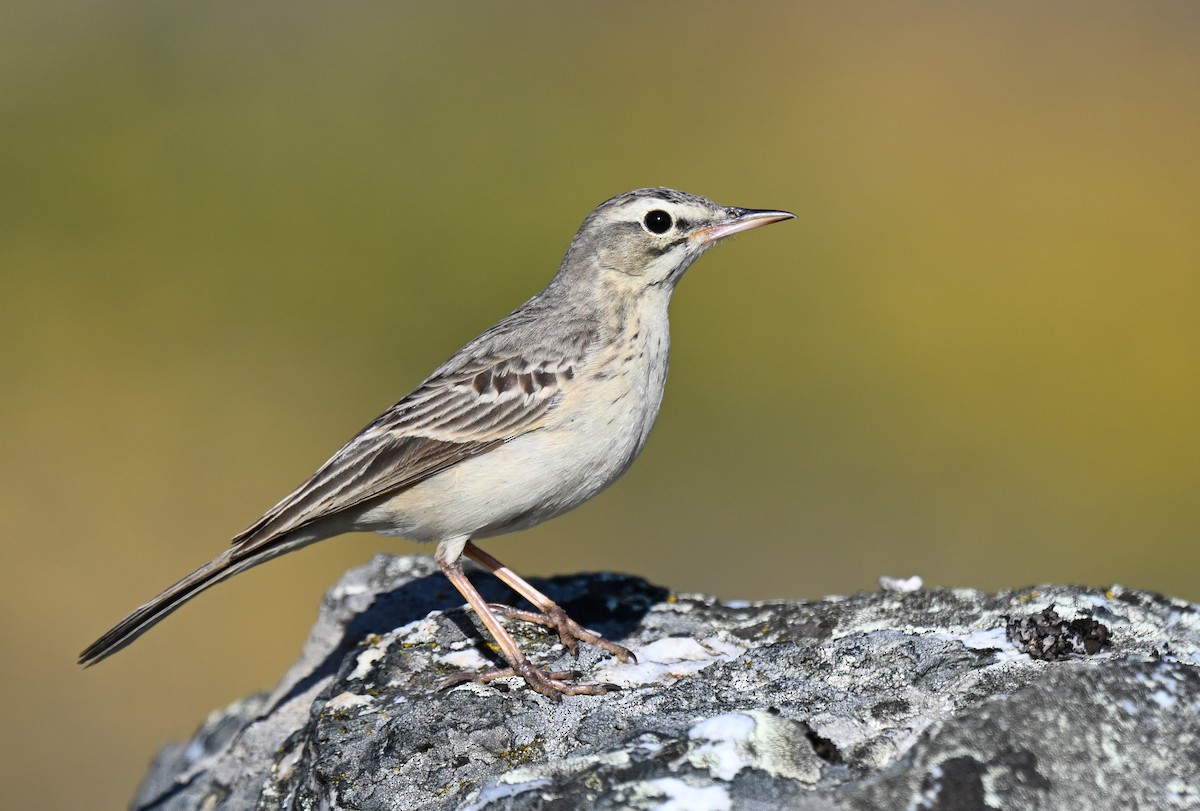 Tawny Pipit - ML636042803