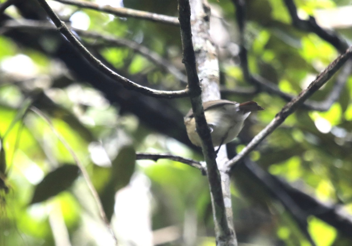 Red-tailed Vanga - ML636042822