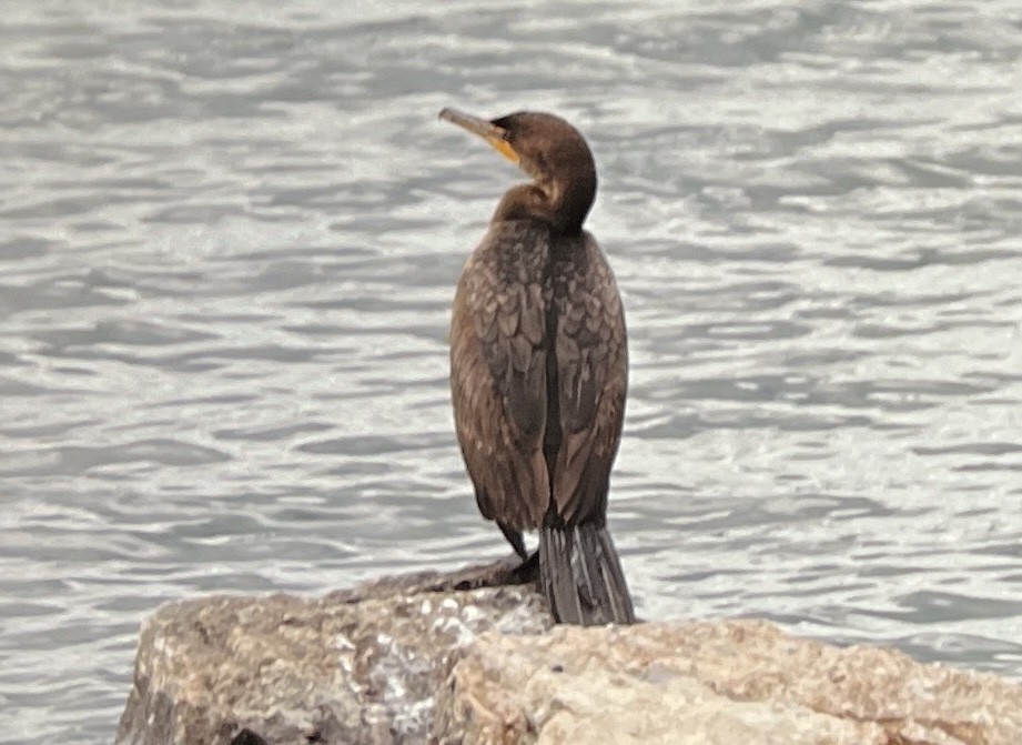 Cormoran à aigrettes - ML636042863