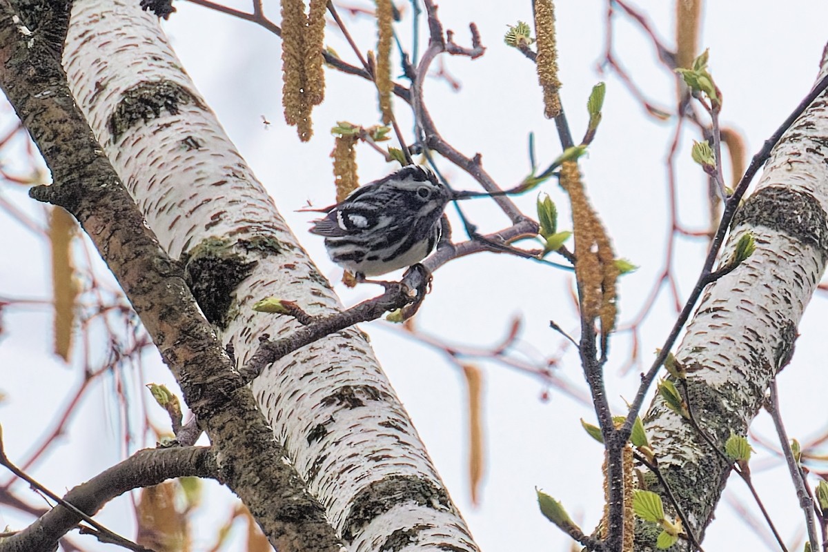 Black-and-white Warbler - ML636043006