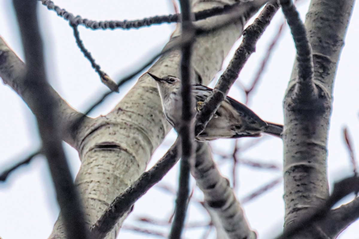 Black-and-white Warbler - ML636043007