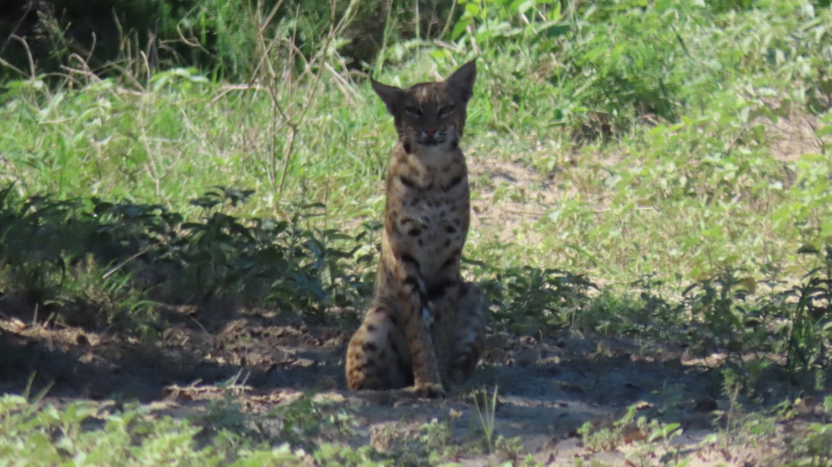 Bobcat - ML636043009