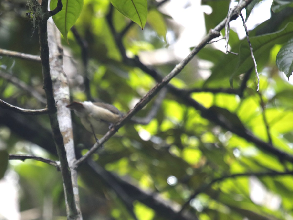 Red-tailed Vanga - ML636043024