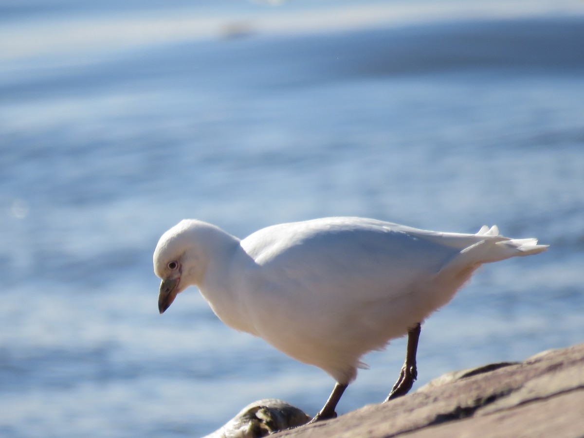 Snowy Sheathbill - ML636043080