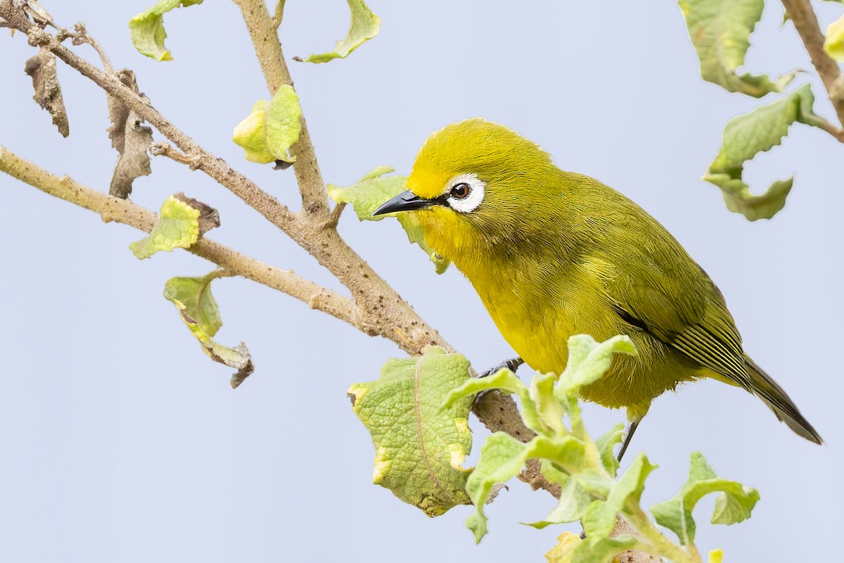Northern Yellow White-eye - ML636043142