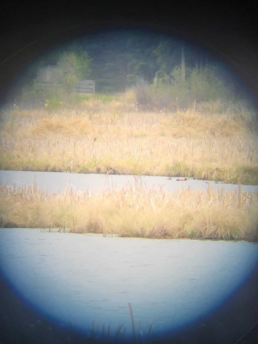 Cinnamon Teal - ML636043150