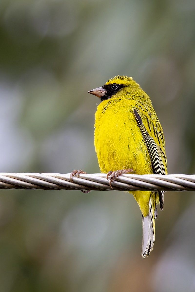 African Citril - ML636043240
