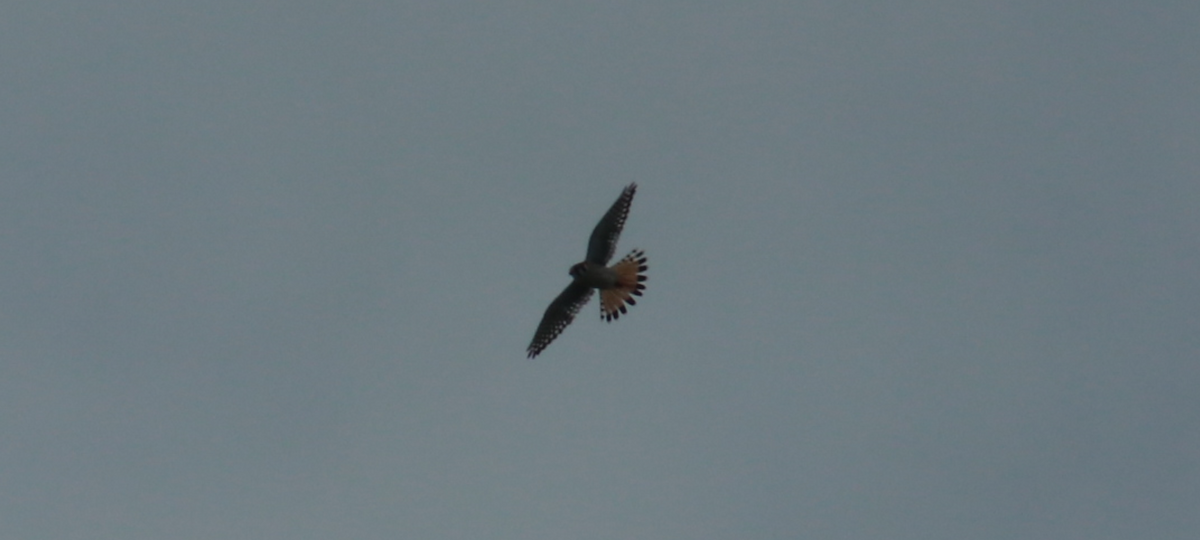 American Kestrel - ML636043256