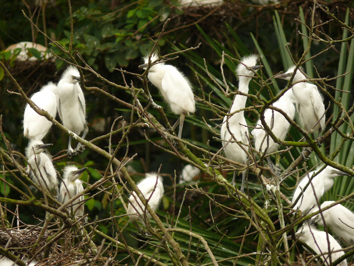 Western Cattle-Egret - ML636043307