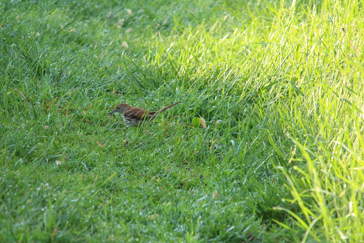 brunspottefugl - ML636043376