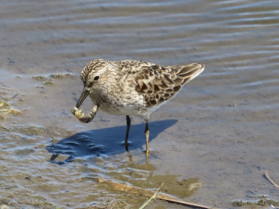 Least Sandpiper - Ruth Bergstrom