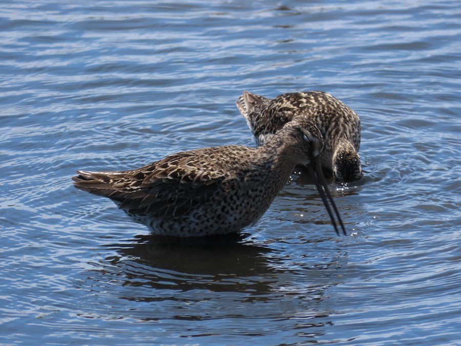 Short-billed Dowitcher - Ruth Bergstrom