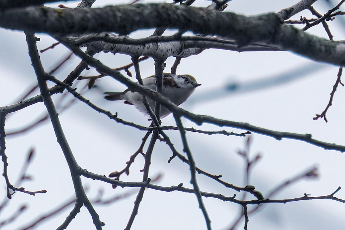 Chestnut-sided Warbler - ML636043513