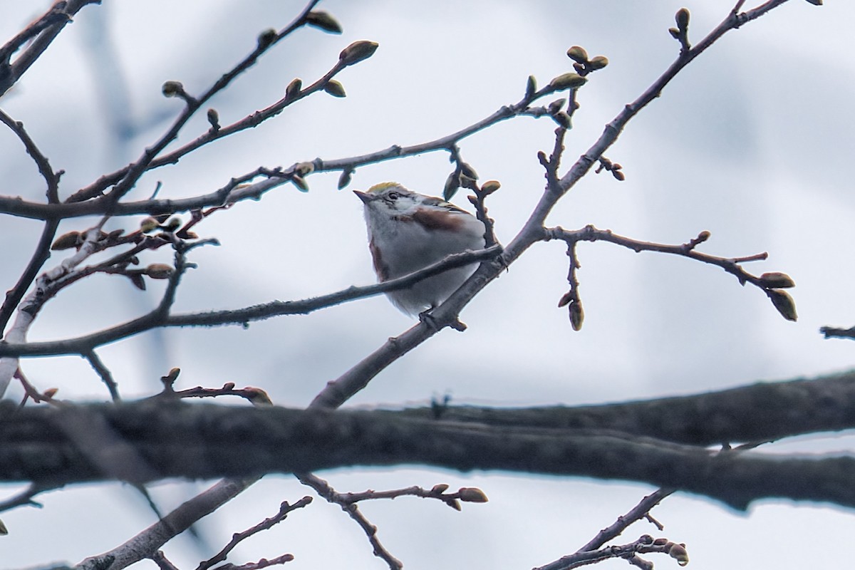 Chestnut-sided Warbler - ML636043514
