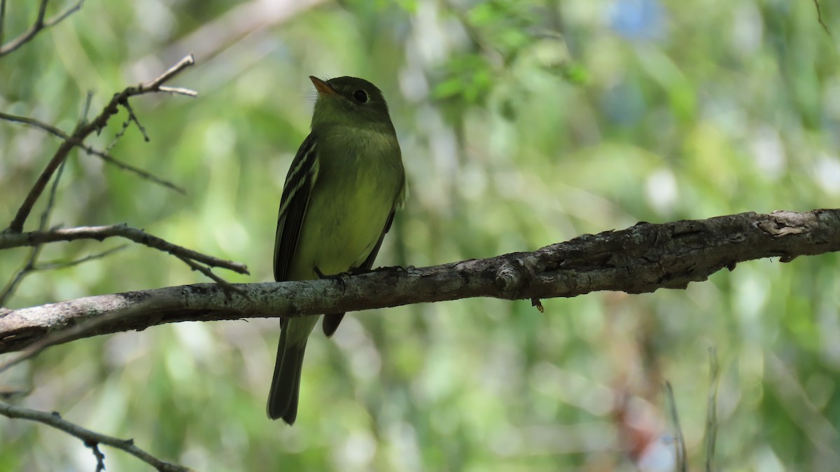 Yellow-bellied Flycatcher - ML636043633
