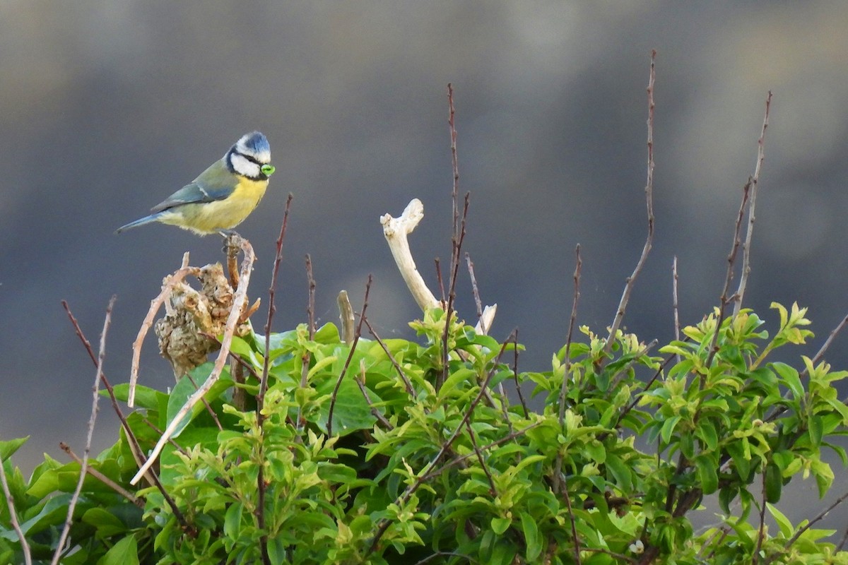 Eurasian Blue Tit - ML636043768