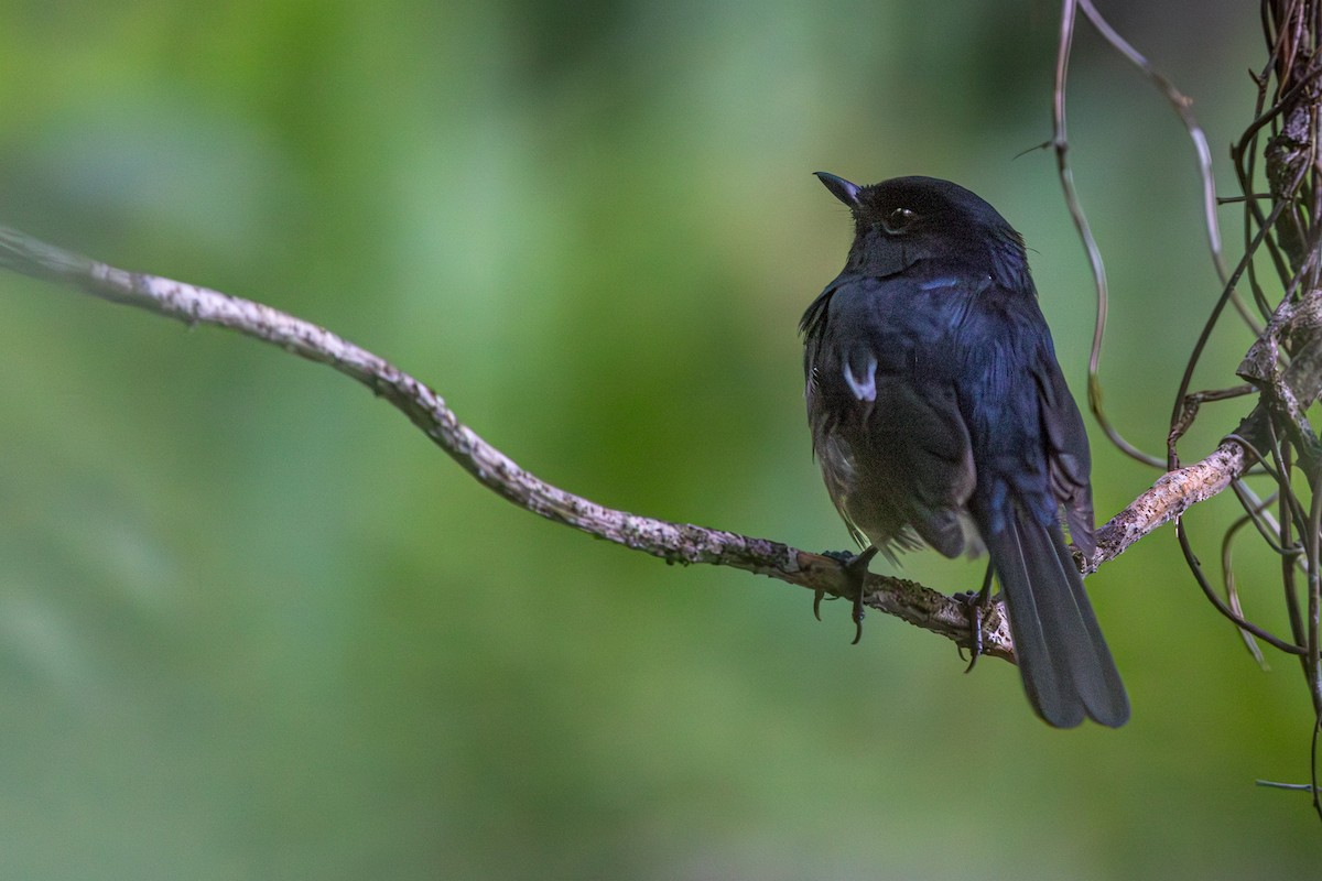 Madagascar Magpie-Robin - ML636043836