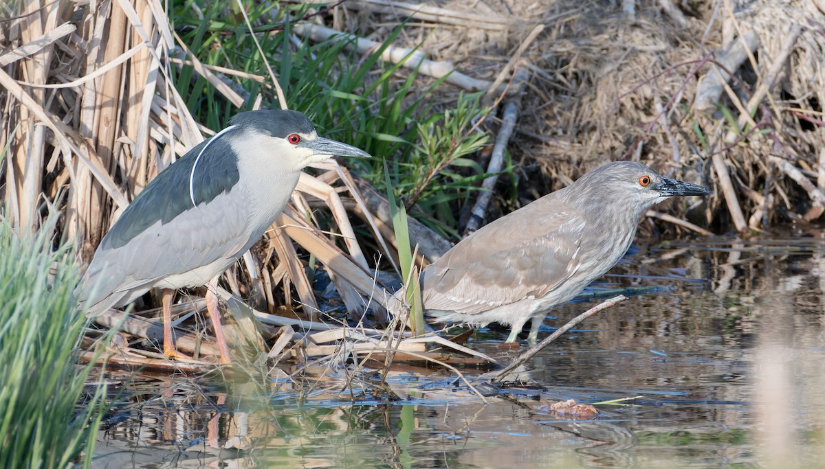 Black-crowned Night Heron - ML636043903
