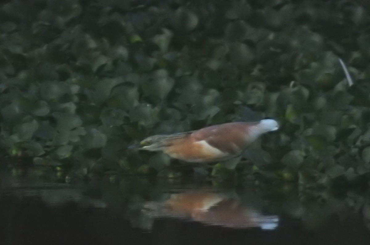 Squacco Heron - ML636043930