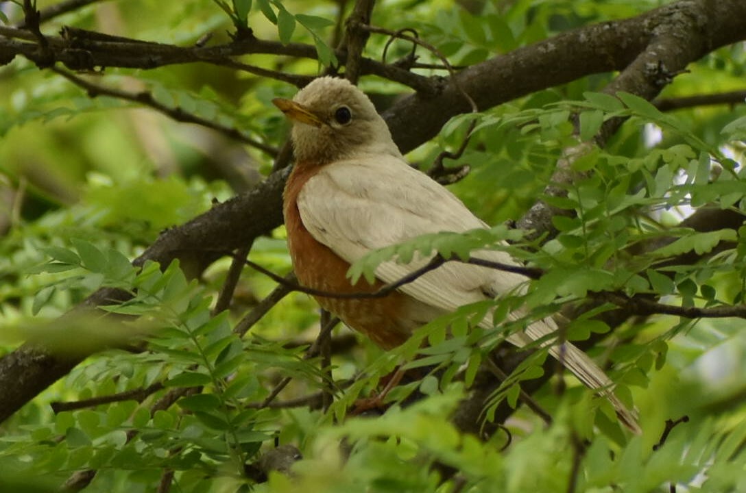 American Robin - ML636043947