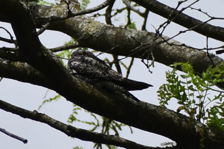 Common Nighthawk - ML636043966