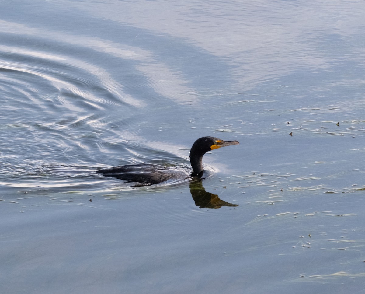 Cormoran à aigrettes - ML636044159