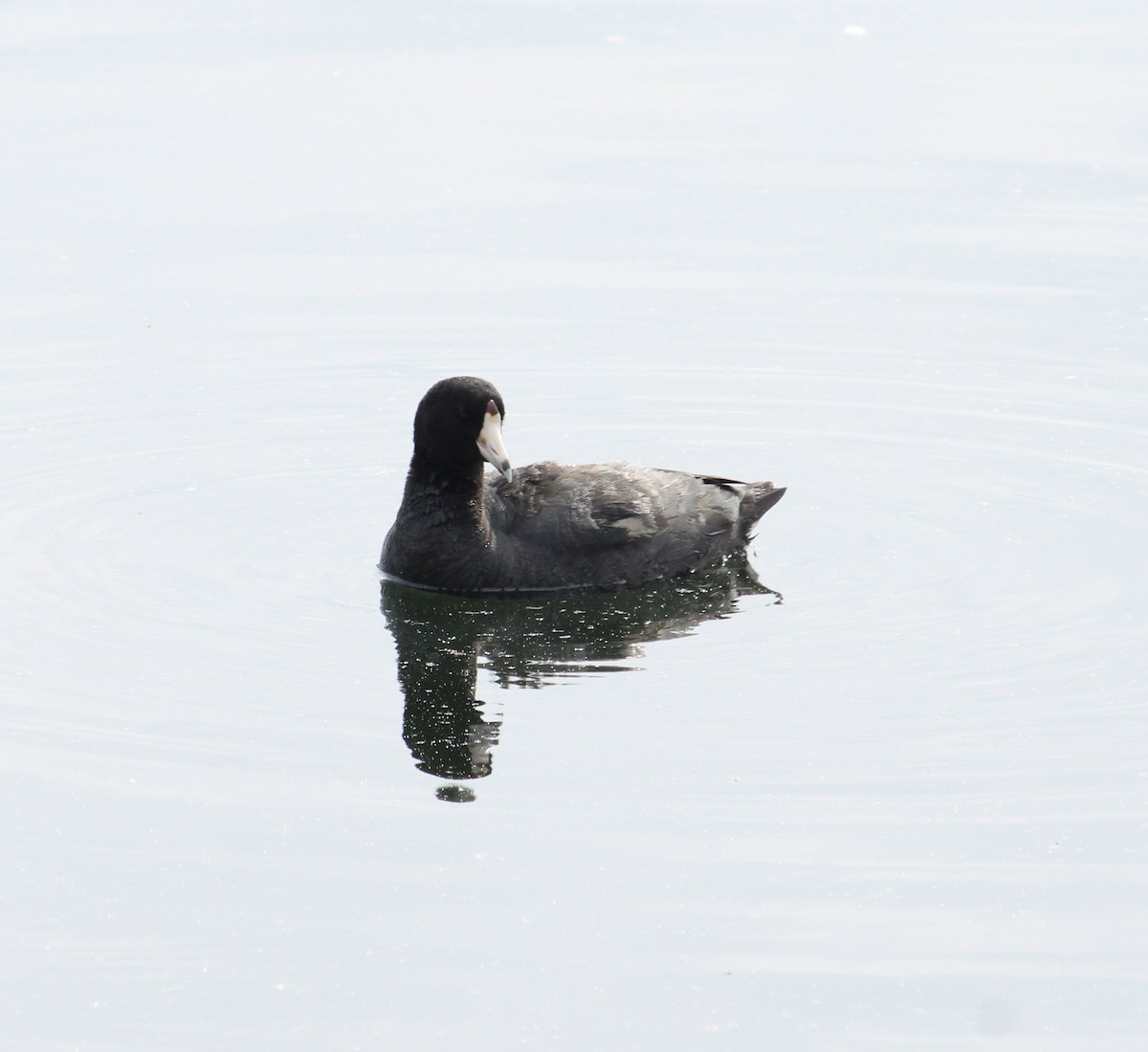 אגמית אמריקנית - ML636044163