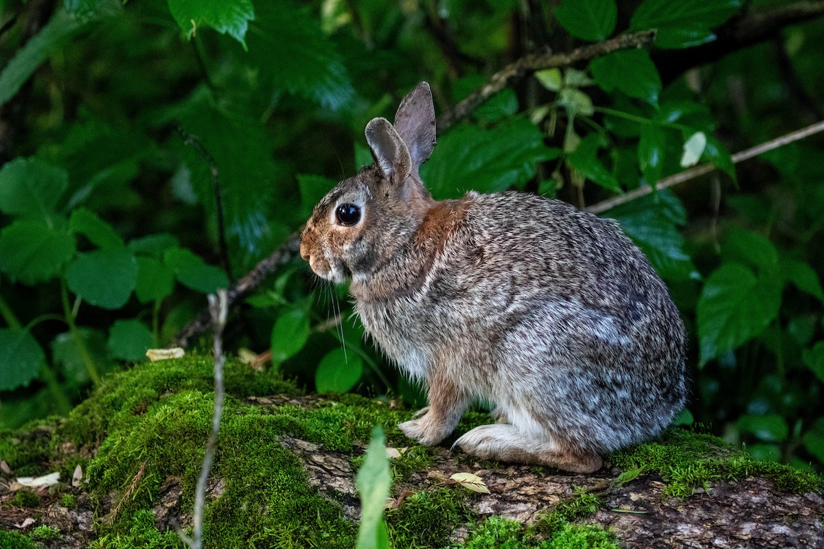 Eastern Cottontail - ML636044253