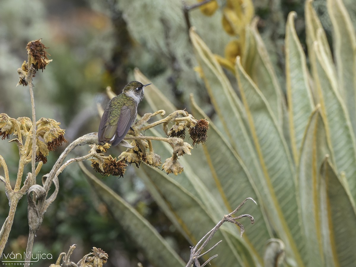 Green-bearded Helmetcrest - ML636044281