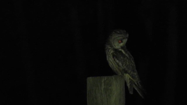 Long-eared Owl - ML636044304