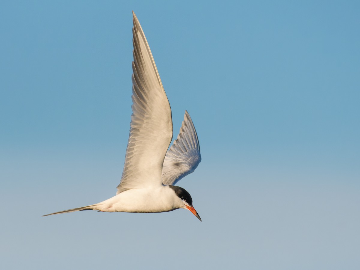 Forster's Tern - ML636044485