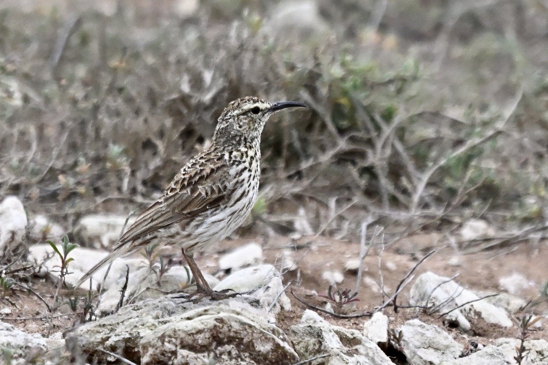Cape Long-billed Lark - ML636044489