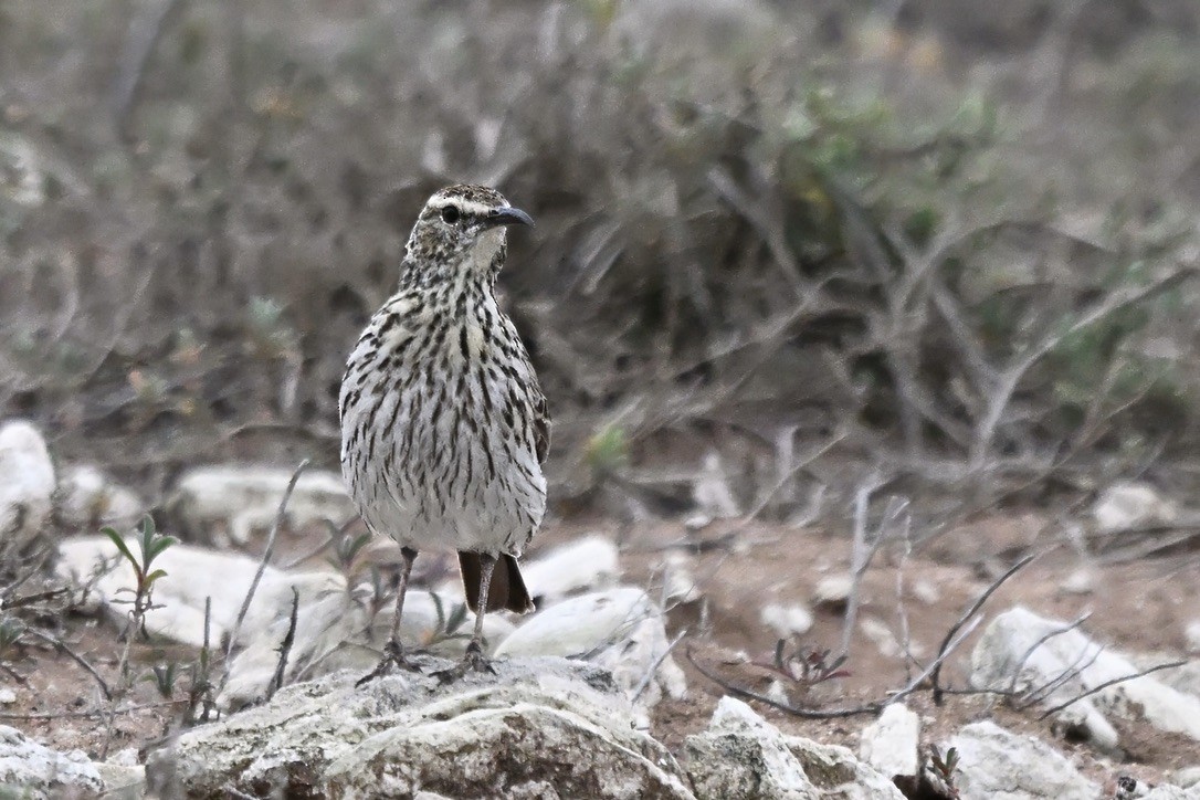 Cape Long-billed Lark - ML636044490