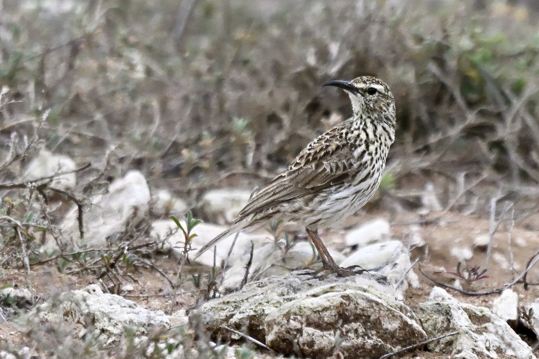 Cape Long-billed Lark - ML636044491