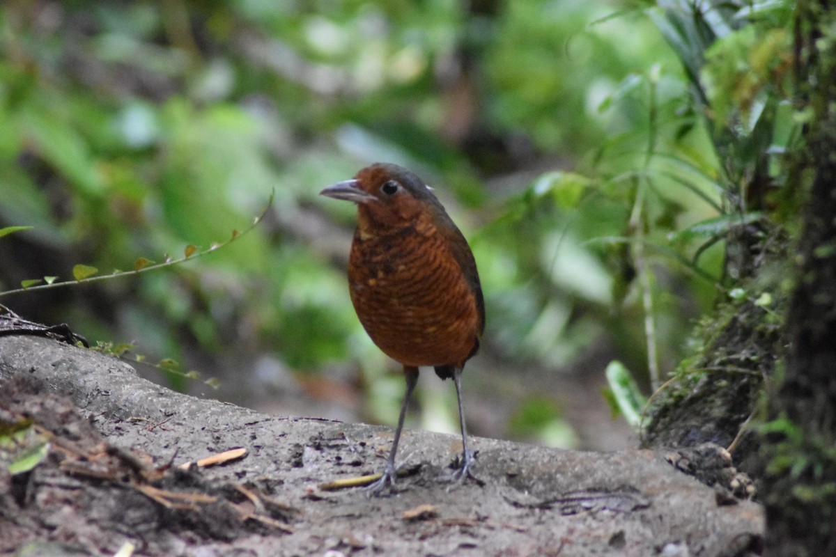 Giant Antpitta - ML636044580