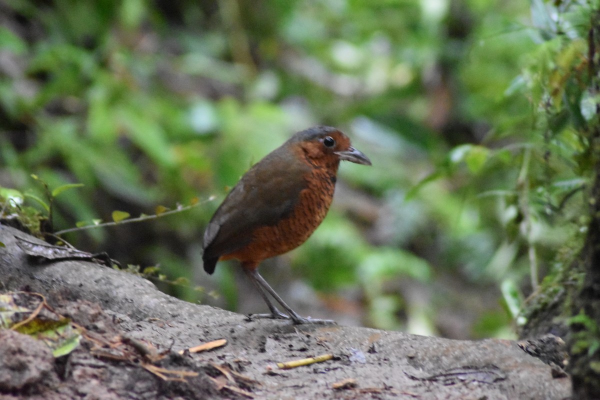 Giant Antpitta - ML636044581