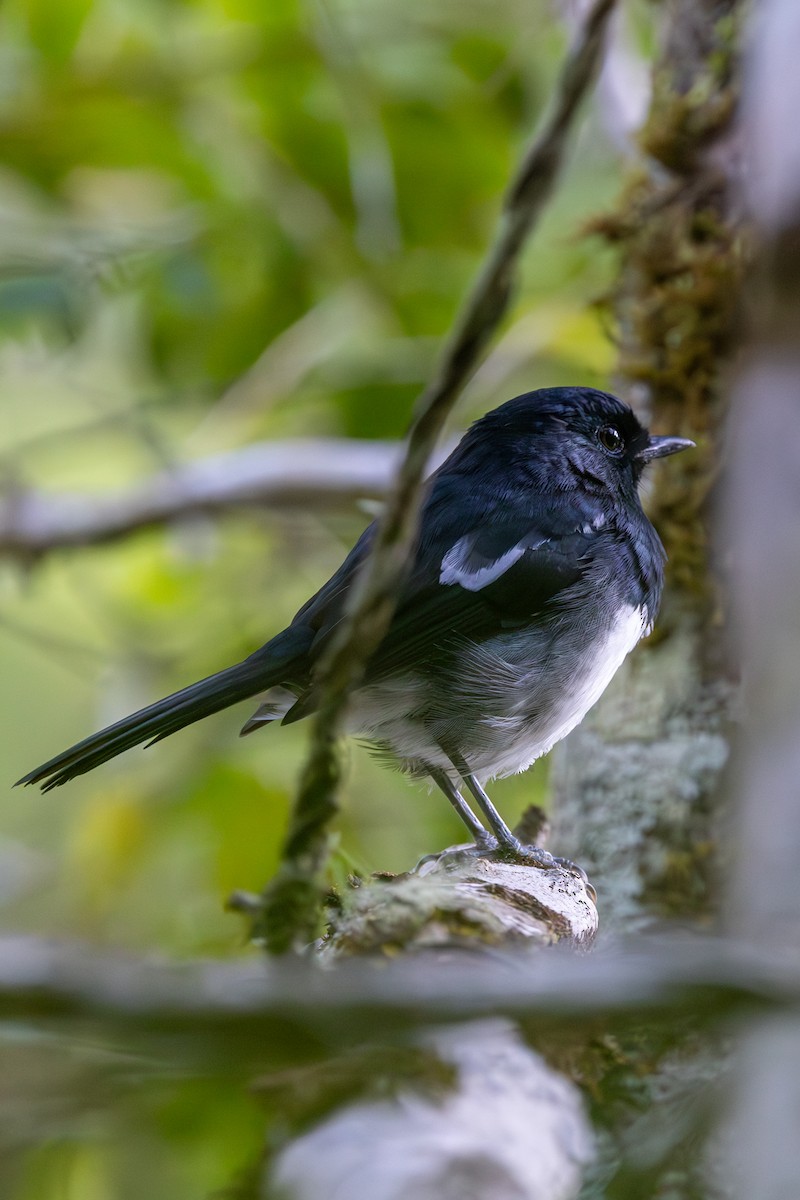 Madagascar Magpie-Robin - ML636044679