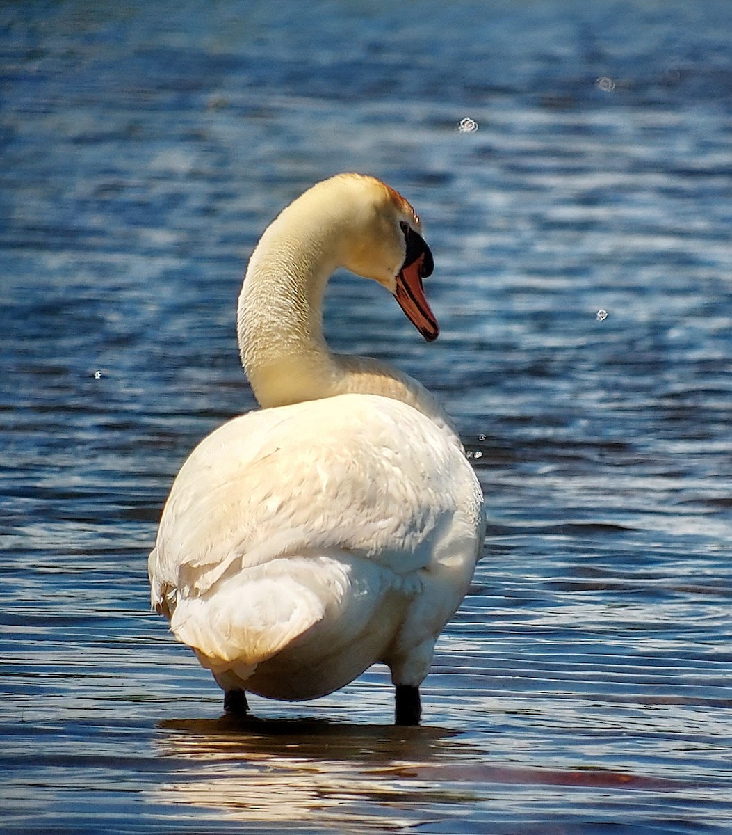 Mute Swan - ML636044693