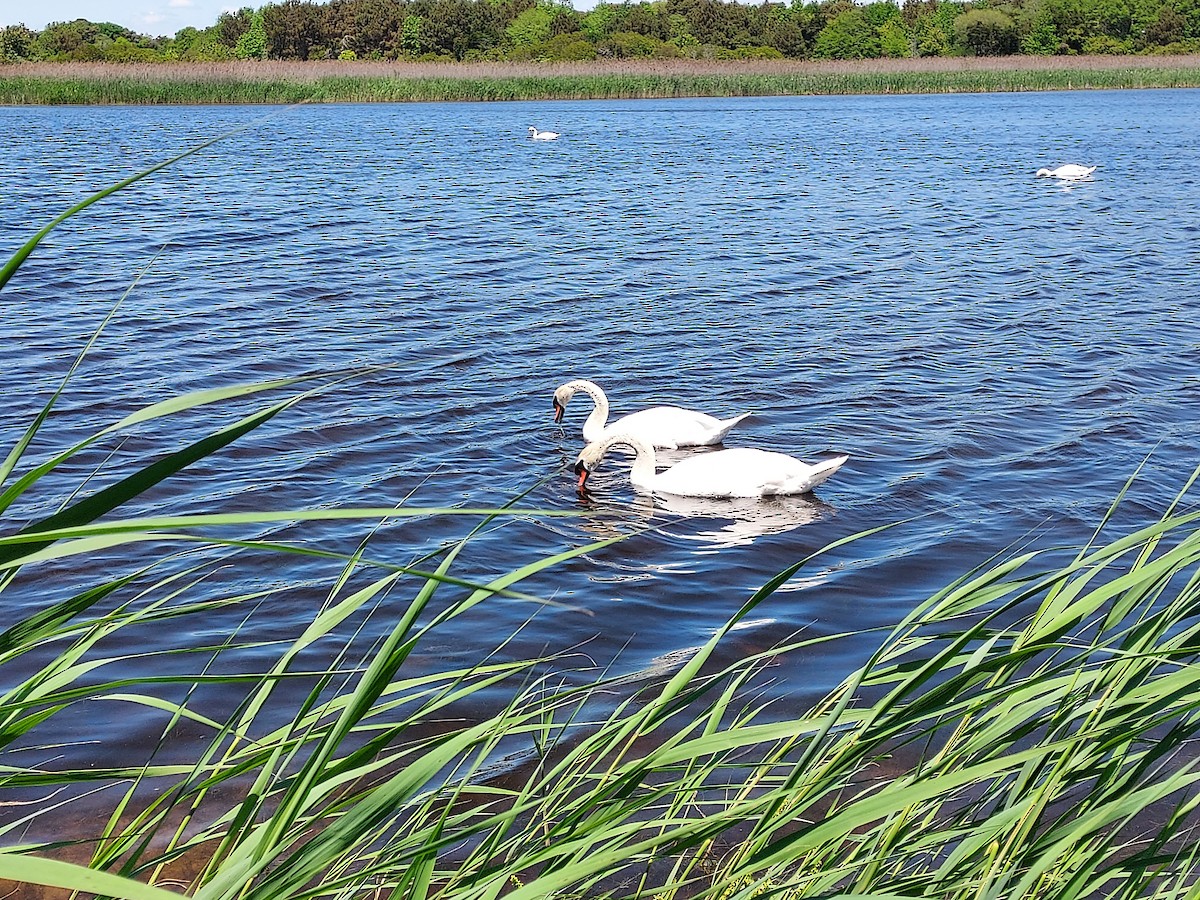 Mute Swan - ML636044713