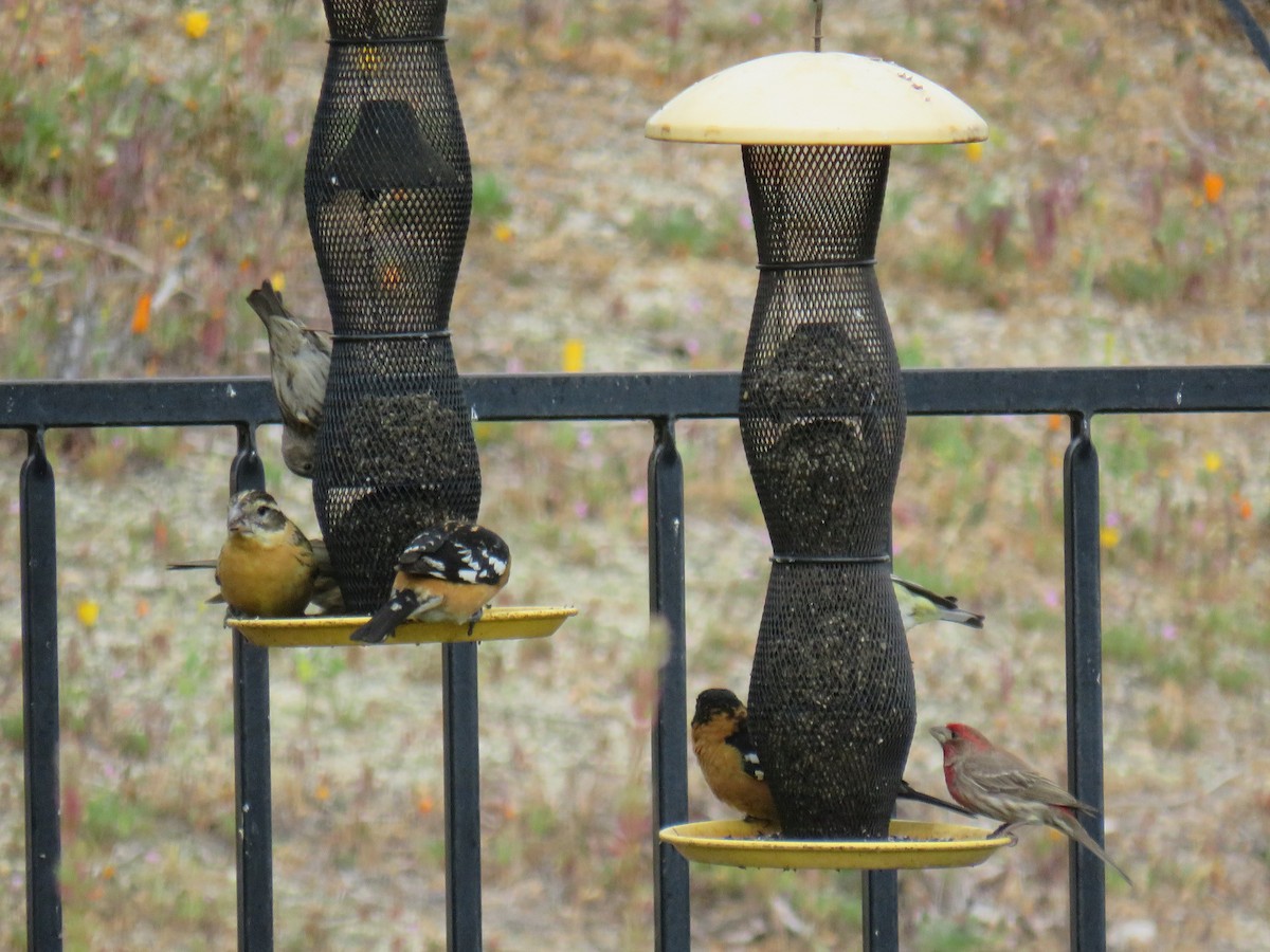 Black-headed Grosbeak - ML636044717