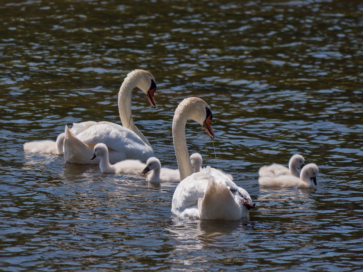 Mute Swan - ML636044732