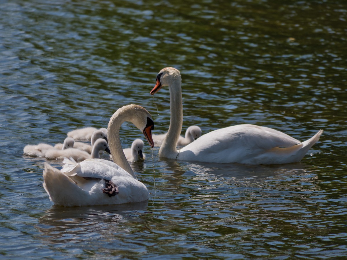 Mute Swan - ML636044747