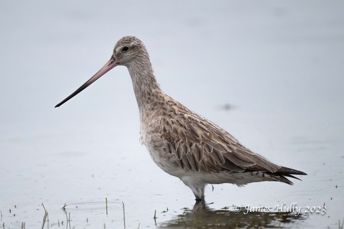 Bar-tailed Godwit - ML636044782