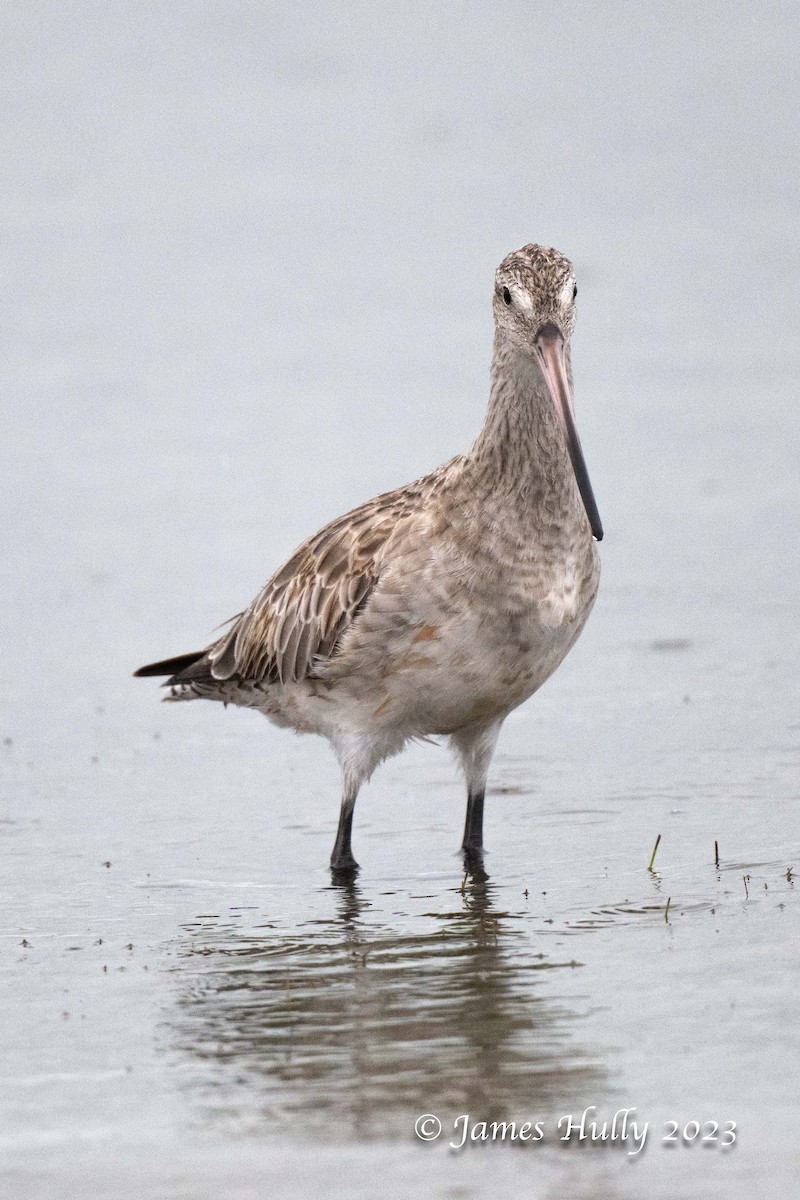 Bar-tailed Godwit - ML636044786