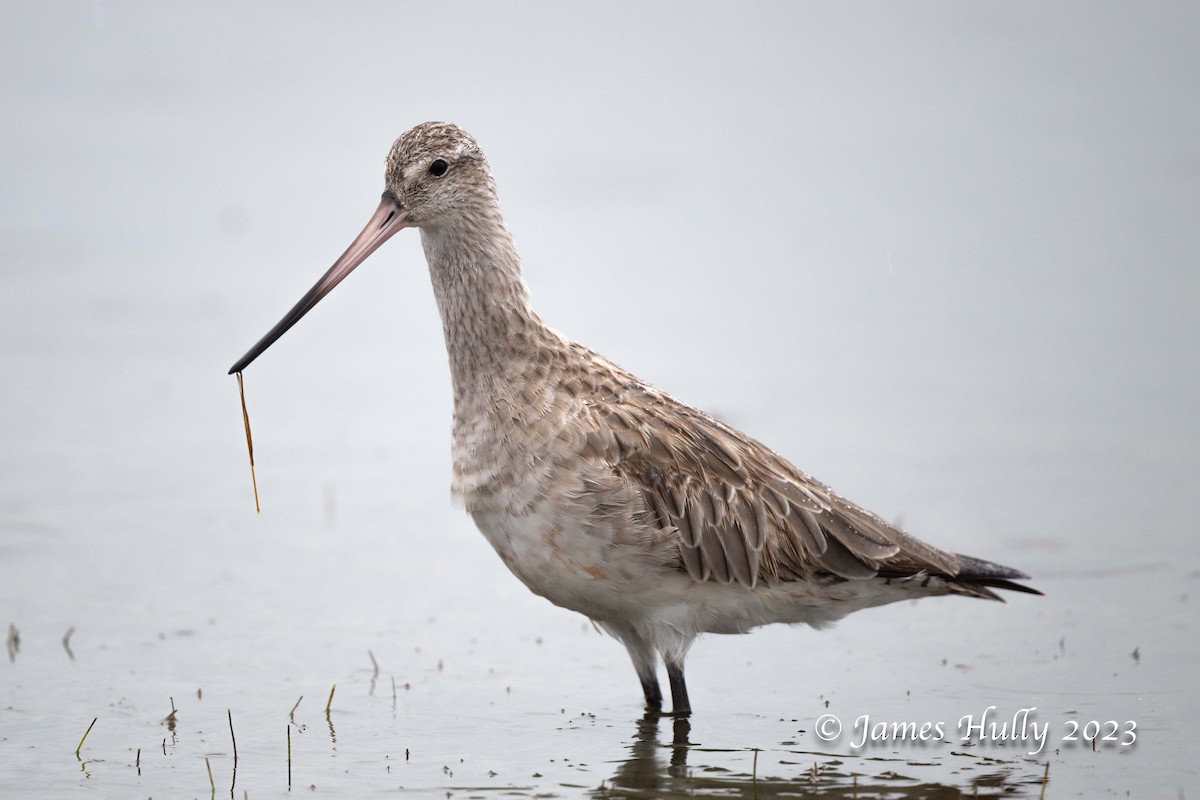 Bar-tailed Godwit - ML636044788